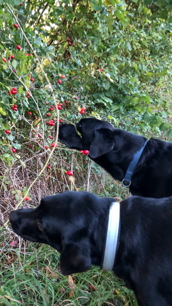 quietschfidele hunde phyto therapie