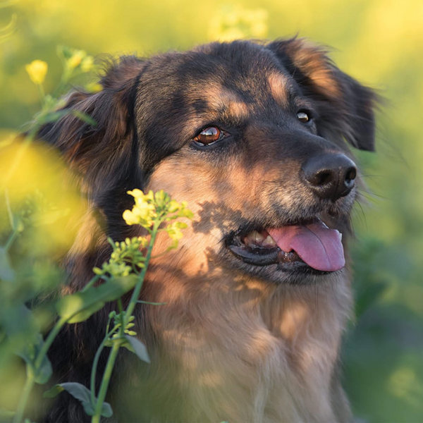 quietschfidele-hunde