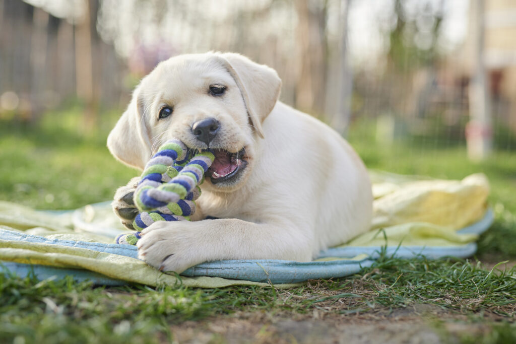 Happy Labrador puppy chewing toy